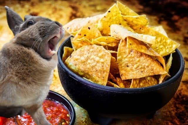 Can Rabbits Eat Tortilla Chips? What you need to know.