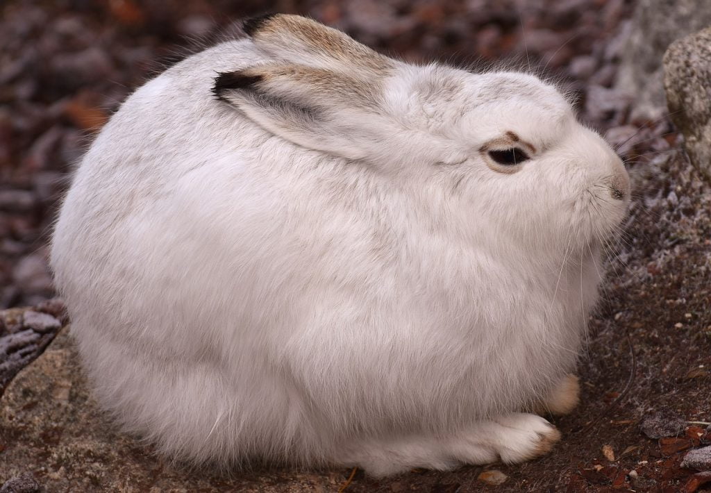 Rabbit curled up in a loaf position to conserve body heat