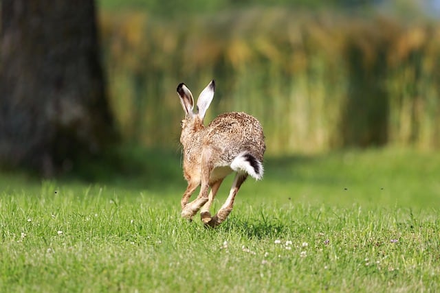 How to Befriend a Wild Rabbit: Proven Step-by-Step Guide