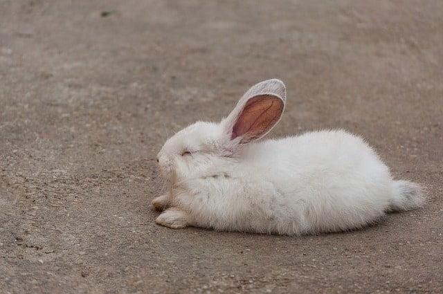 How To Tell If a Rabbit Is Sleeping: 7 Signs and Sleep Positions