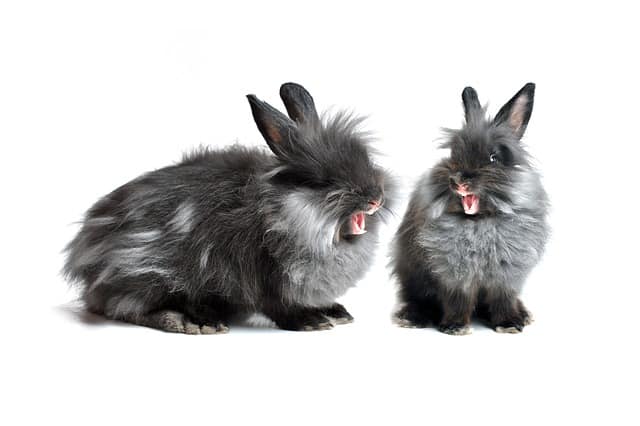 Why Are My Rabbits Fighting All Of A Sudden: 3 reasons (with proven solution)