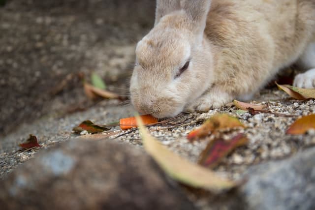 How Long Can a Rabbit Go Without Food? Emergency Signs and Prevention