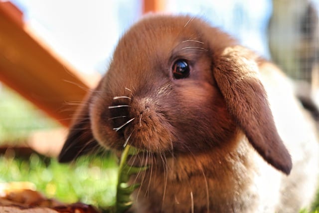 A brown Holland Lop rabbit eating a piece of bell pepper
