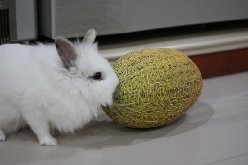 Can Rabbits Eat Melon? Safe Cantaloupe and Honeydew Feeding Guide