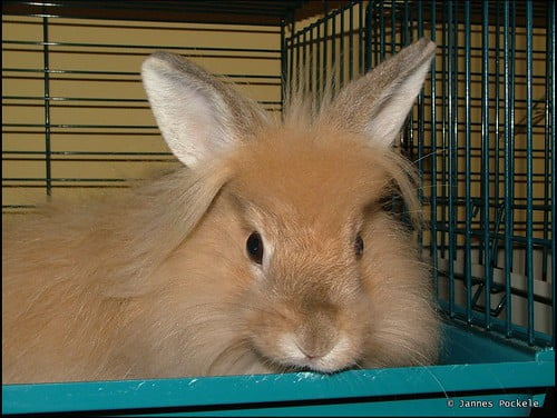 Stick to plastic or metal cages