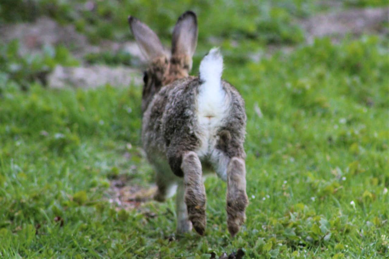 Do Rabbits Fart? Here's the answer.