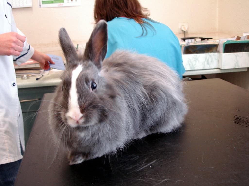 Neuter your rabbits.