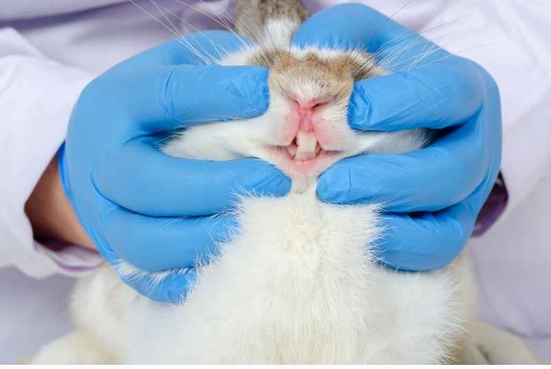 A veterinarian examining a rabbit's teeth with proper dental instruments
