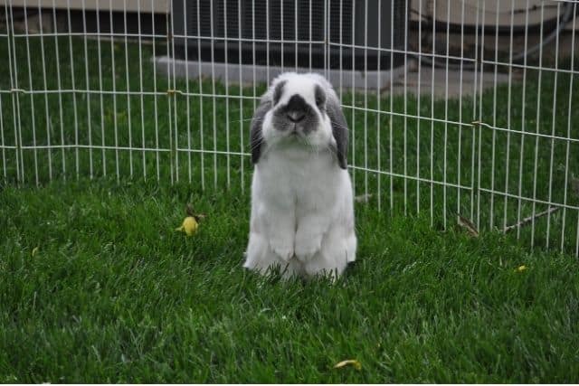 A sad-looking rabbit worried about being left alone for too long.
