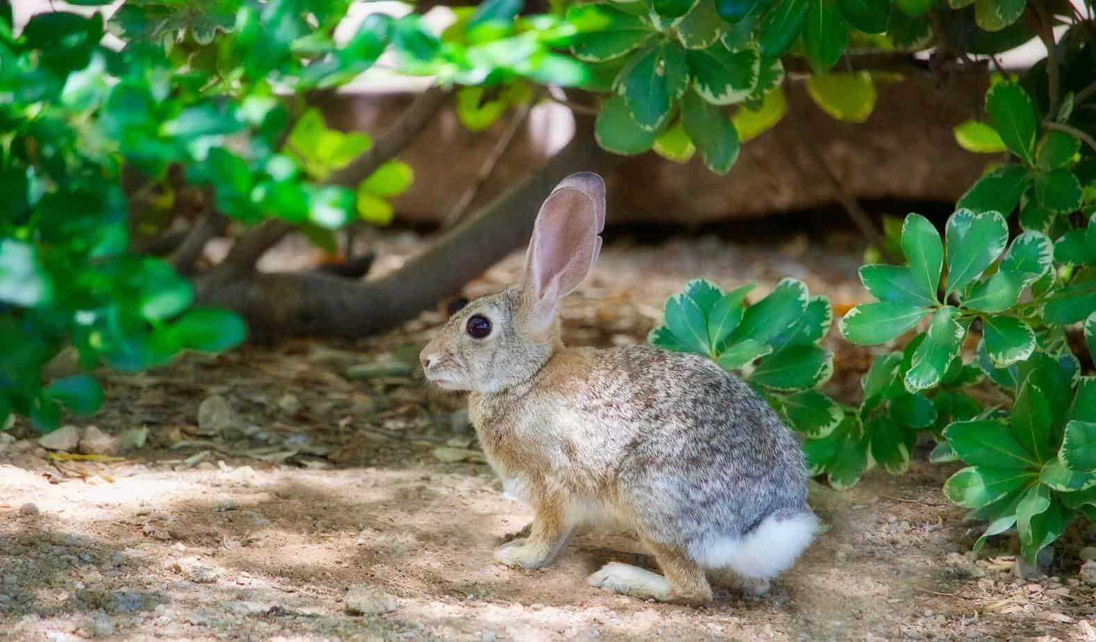 Why Do Rabbits Thump Their Feet?