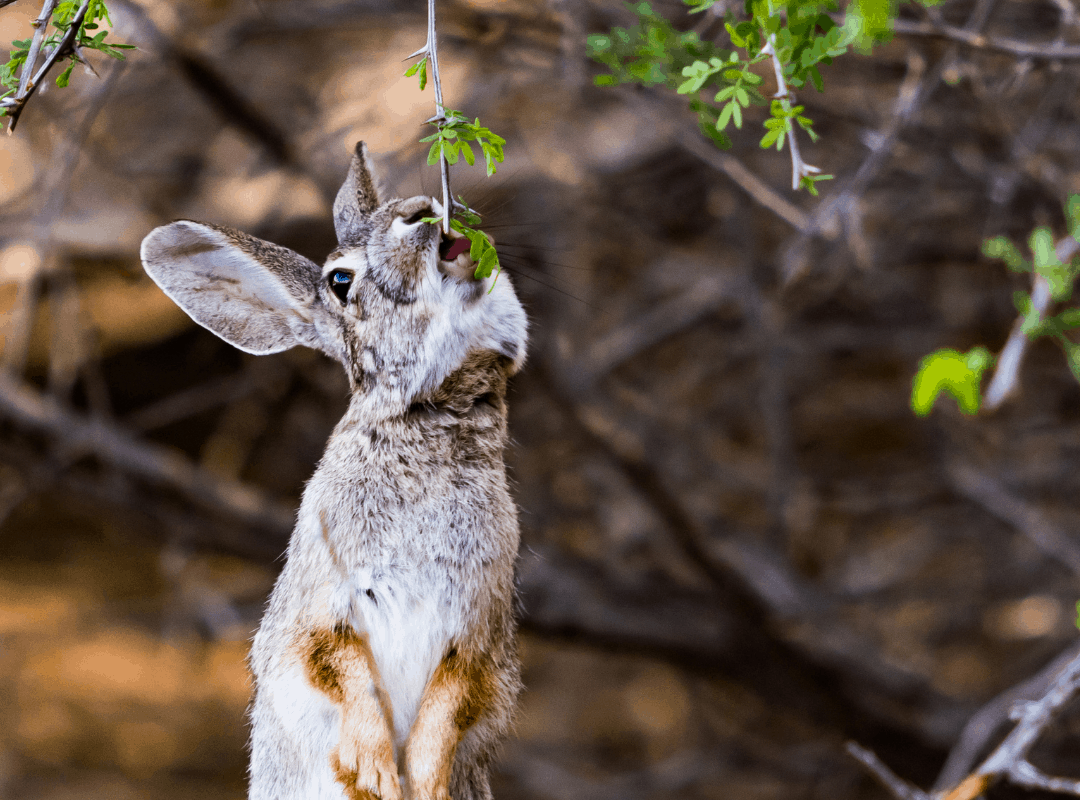 Can Rabbits Eat Mint? Here's Why.