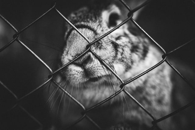 Depressed rabbit sitting alone inside a cage without exercise