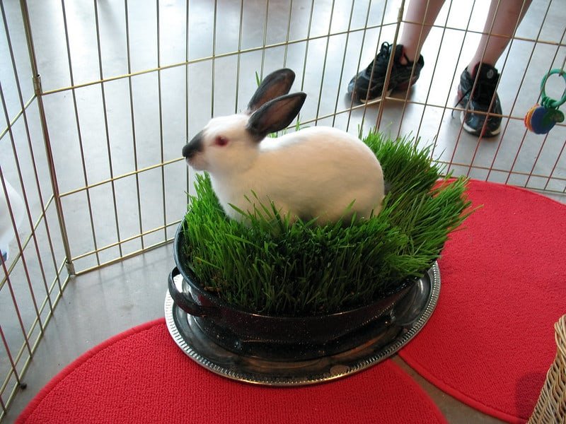 Can Rabbits Eat Wheatgrass? What you need to know.