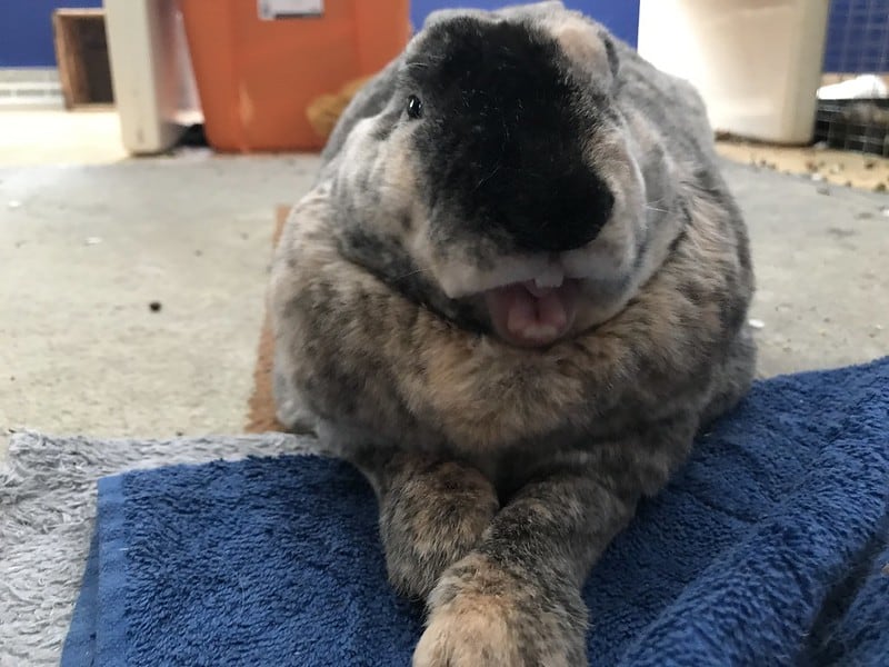 Why Do Rabbits Scream? Causes, Meaning, and What to Do