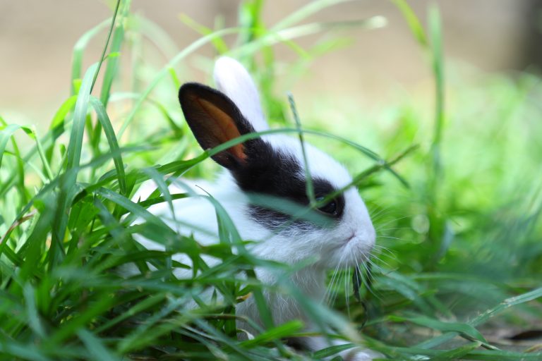 A white and black rabbit next to aloe plant