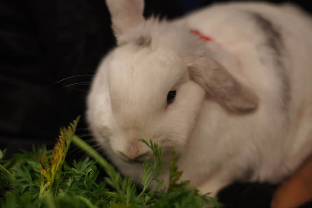 A lethargic rabbit showing appetite loss from stress