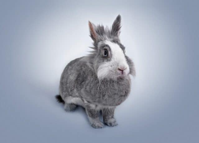 Why Is My Rabbit Scared of Me All of a Sudden? 6 Causes and Proven Solutions