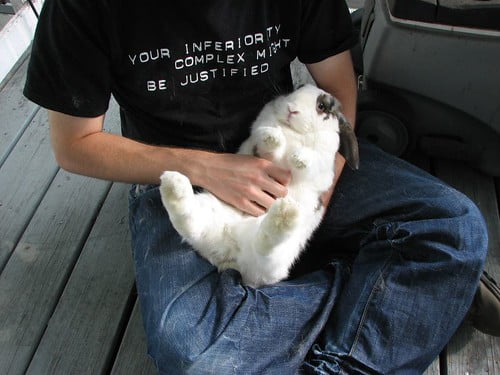 Rabbit being put down by its owner.