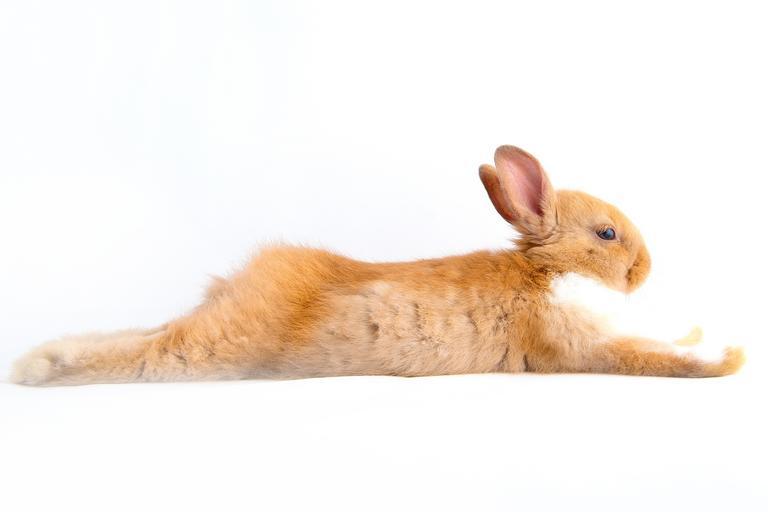 A rabbit sleeping flat on its stomach with hind legs stretched out in the pancake position.