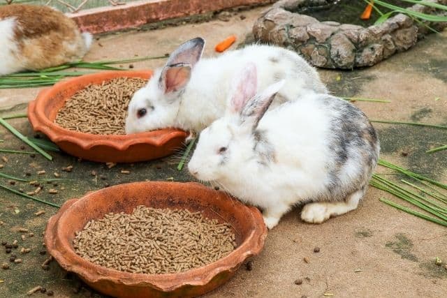 Two rabbits near a bowl of pellets, illustrating the risk of pellet overfeeding