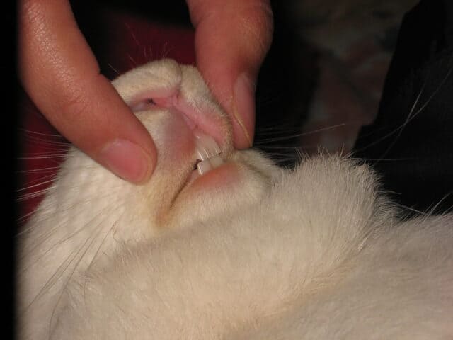 What Does It Mean When Rabbits Grind Their Teeth? Purring vs. Pain