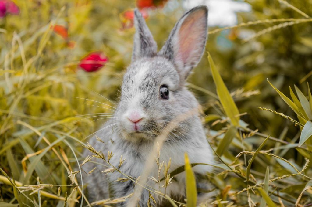 A grey rabbit standing in a field near soybean plants