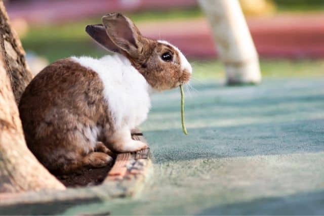 Can Rabbits Eat Green Beans? Here's Why.