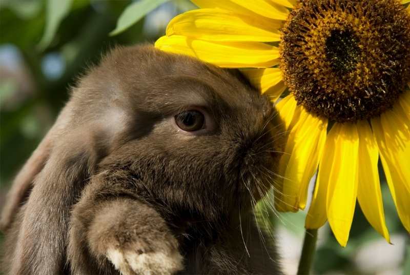 Can Rabbits Eat Sunflowers?