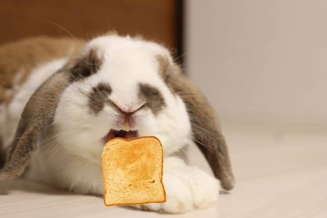 A rabbit about to eat a toast.