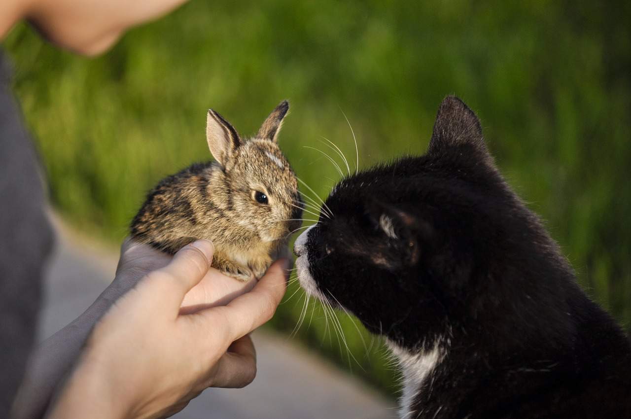 Do Cats Attack Rabbits?