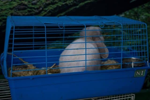 A rabbit inside a small cage left alone while its owner is away.