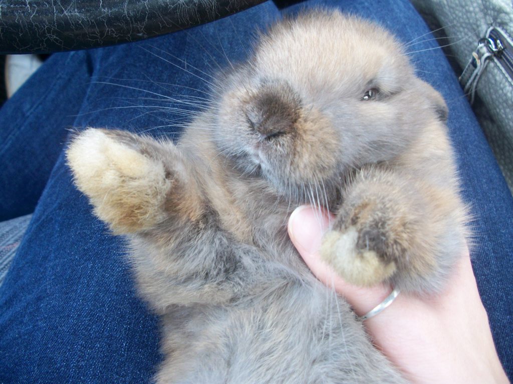 Rabbit being held on its back in a dangerous trancing position