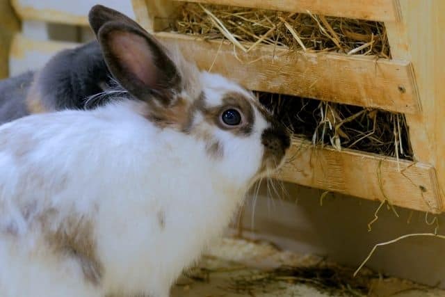 Two New Zealand rabbits eating hay from a wall-mounted hay rack