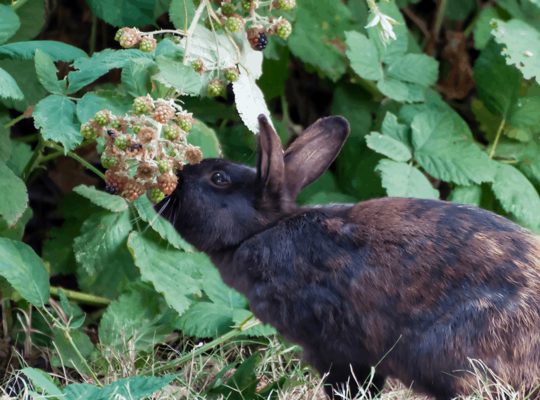 Can Rabbits Eat Blackberries? Your Questions answered.
