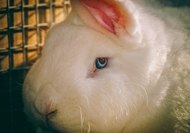 How To Tell If Your Rabbit Is Blind: Signs, Causes, and Care Guide