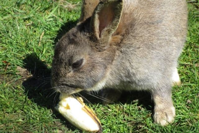 Can Rabbits Eat Bananas? Safe Feeding Guide for Rabbit Owners