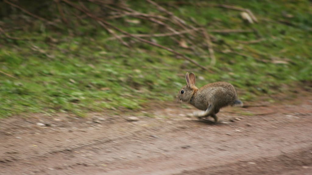 A wild rabbit sprinting at full speed across an open field