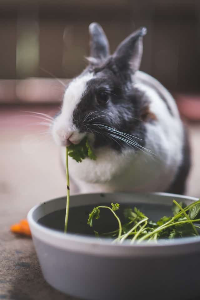 Rabbit eating from a bowl showing proper feeding routine