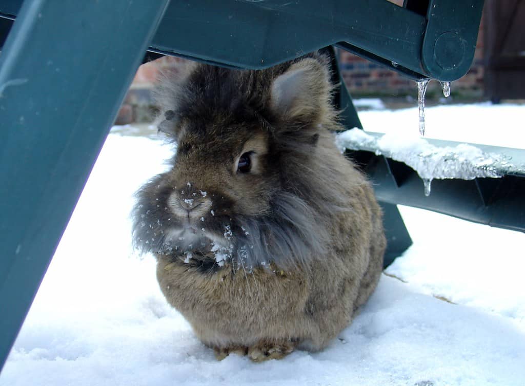 Can Rabbits Eat Ice? What you need to know.