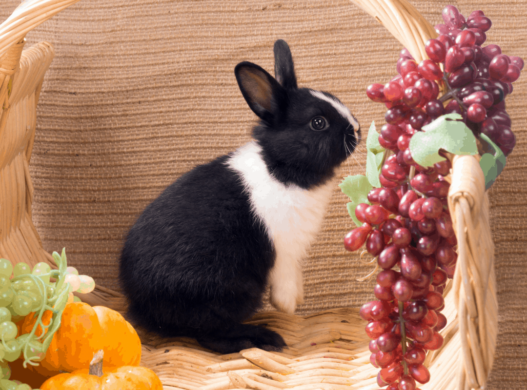Can Rabbits Eat Grapes? Safe Feeding Guide for 2026