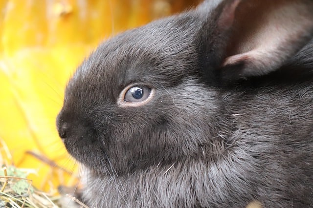 How To Tell If Your Rabbit Is Depressed?