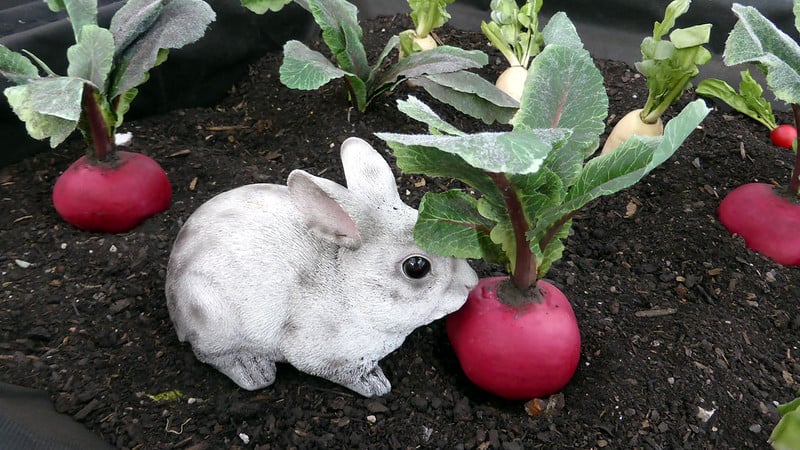Can Rabbits Eat Radishes? Safe Feeding Guide for 2026