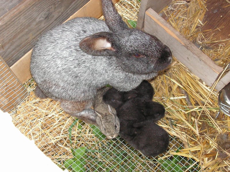 A grey doe rabbit with her five kits inside a nest box