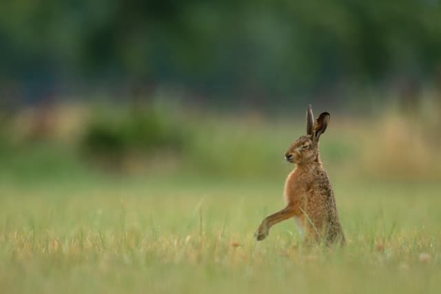 A wild rabbit standing on it's hindlegs familiarizing itself with it's surrounding.