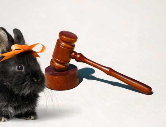 A black rabbit smelling a gavel