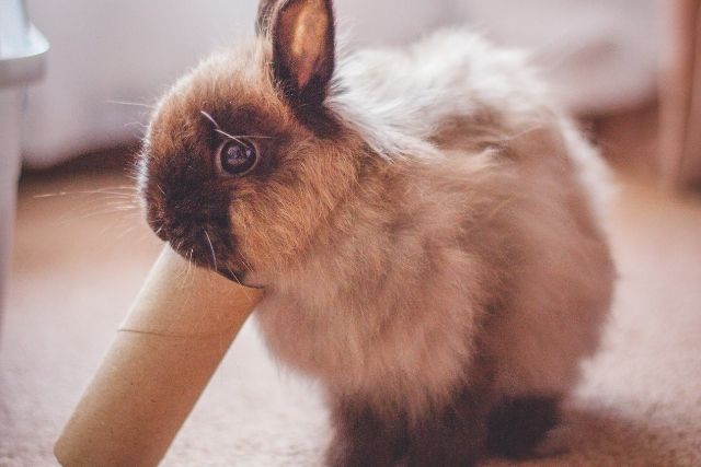A rabbit playing with an empty toilet paper roll.