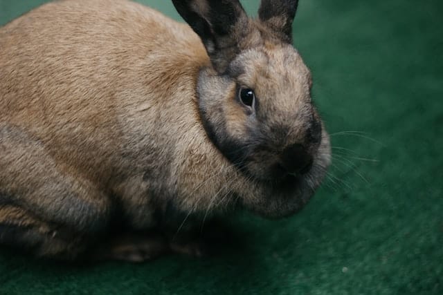 Rabbit next to a properly portioned meal of pellets and hay