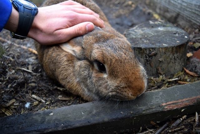 Rabbit moving away when owner reaches out to pet it