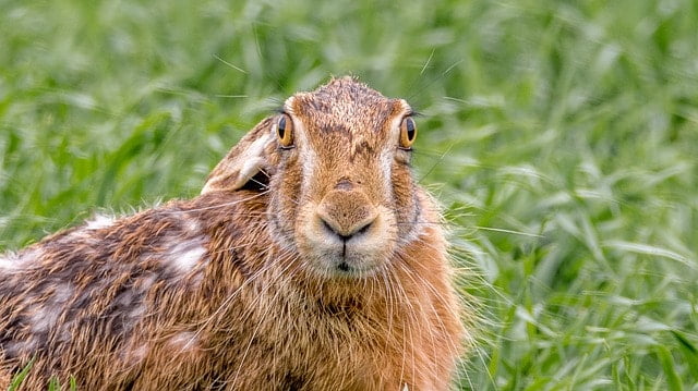 A cautious wild rabbit near a garden showing why wild rabbits are difficult to keep as pets
