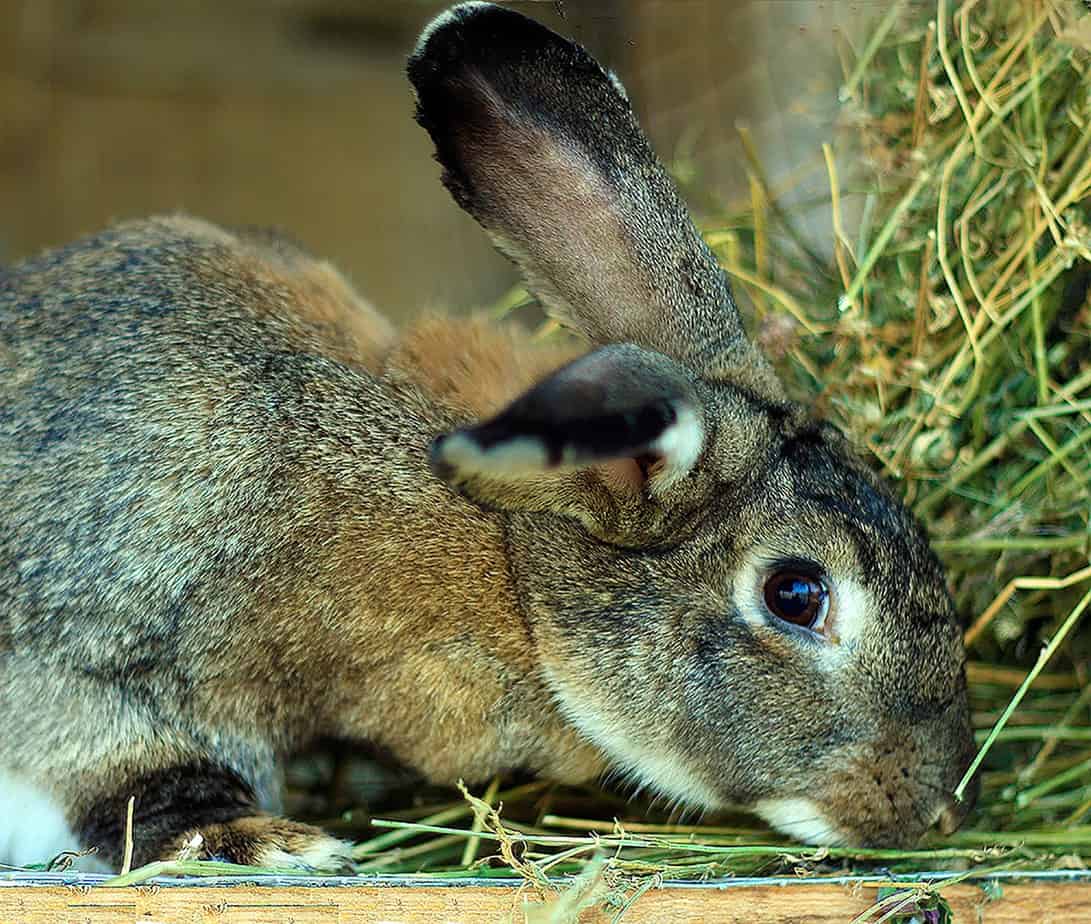 How Fast Does a Rabbit's Heart Beat? Normal Heart Rate Guide